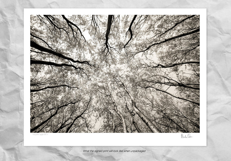 Austere Pattern No.1