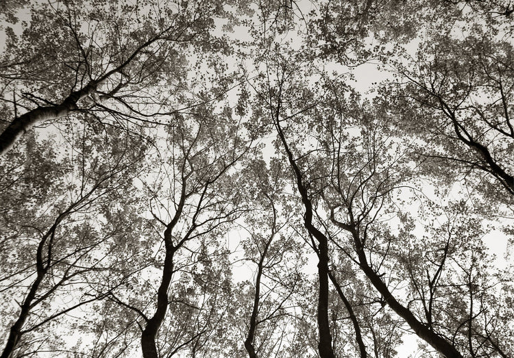 Austere Pattern No.2