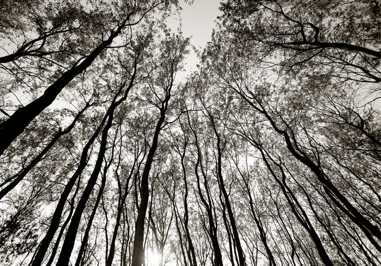 Austere Pattern No.3