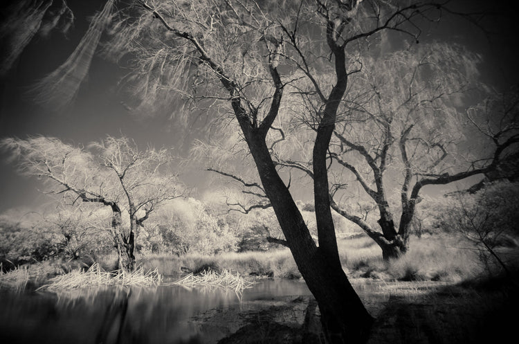 Ethereal Reverie No.1