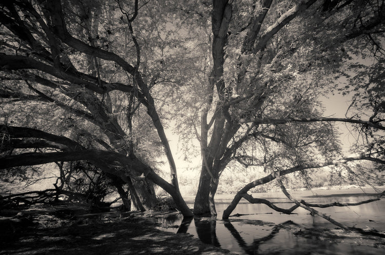 Ethereal Reverie No.4