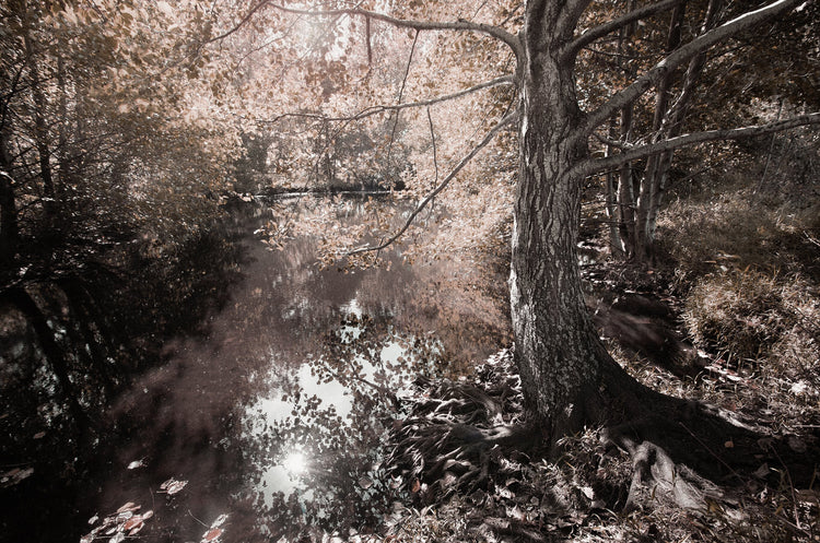 Ethereal Reverie No.5