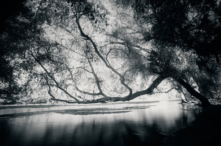 Ethereal Reverie No.6