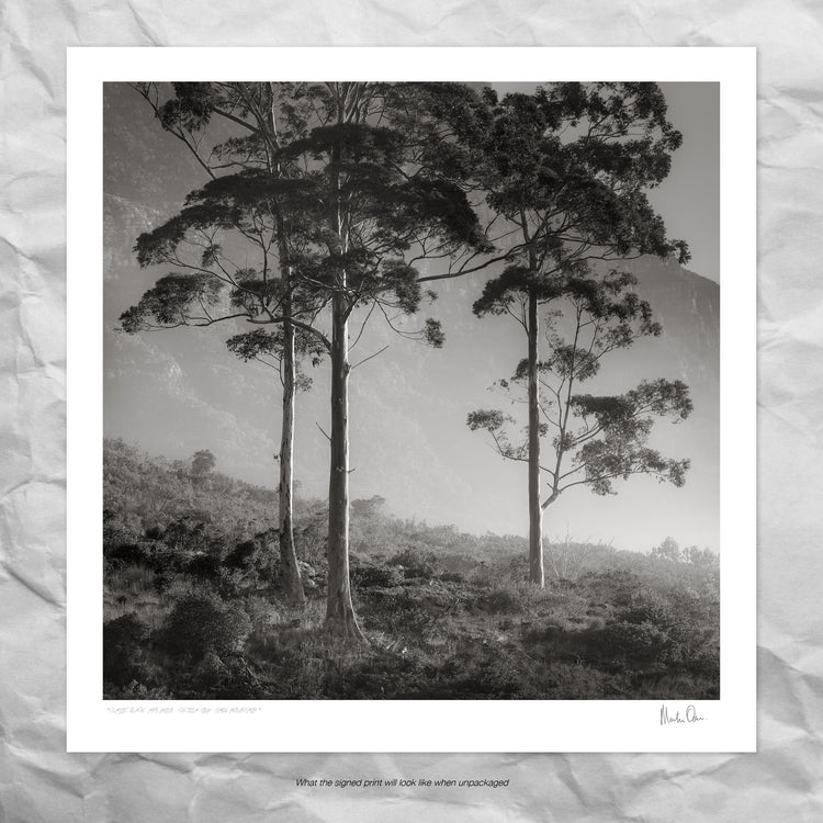 Classic Black & White - Cecelia View - Table Mountain