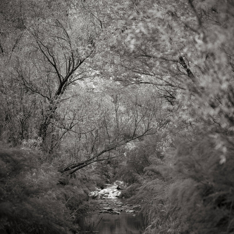 Classic Black & White - Keurbooms