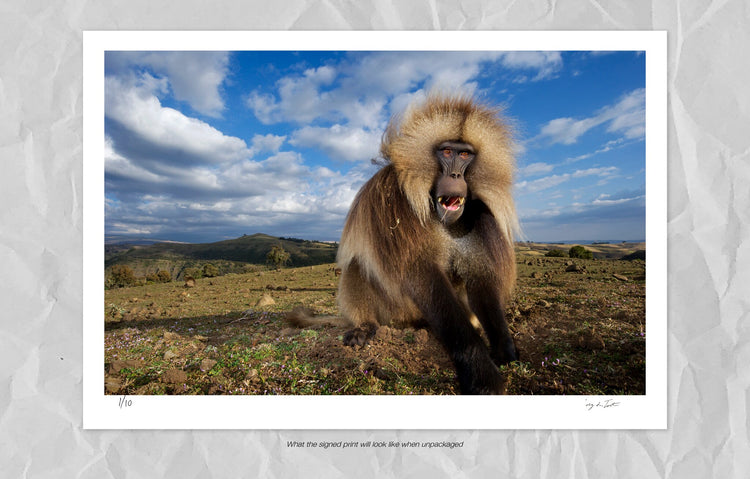 Gelada Portrait