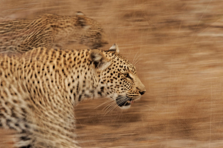 Leopards on the Prowl