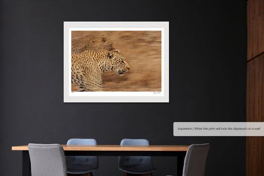 Leopards on the Prowl