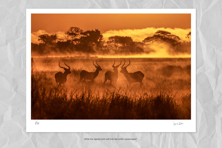 Lechwe's in the Mist