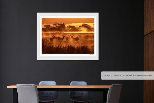 Lechwe's in the Mist