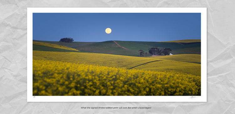 Canola Moon