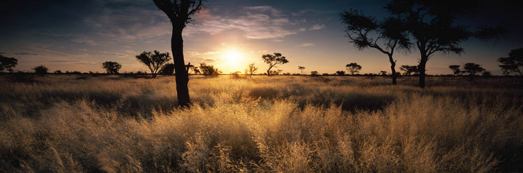African Sunset