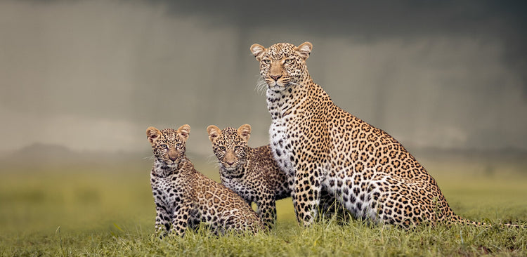 Dignity No.2 | Pride of Africa