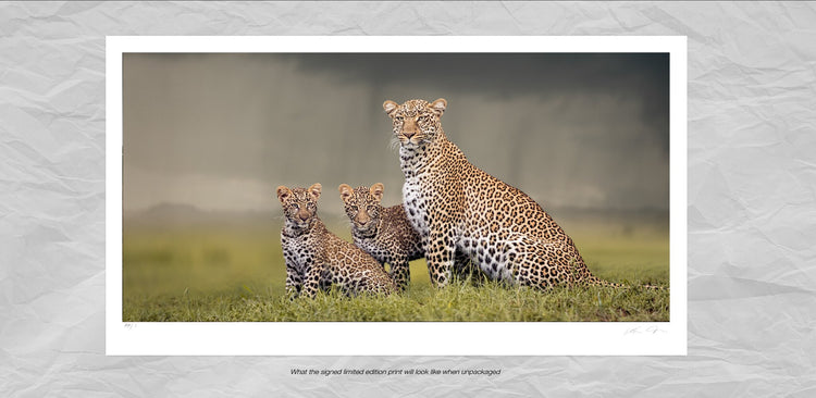 Dignity No.2 | Pride of Africa