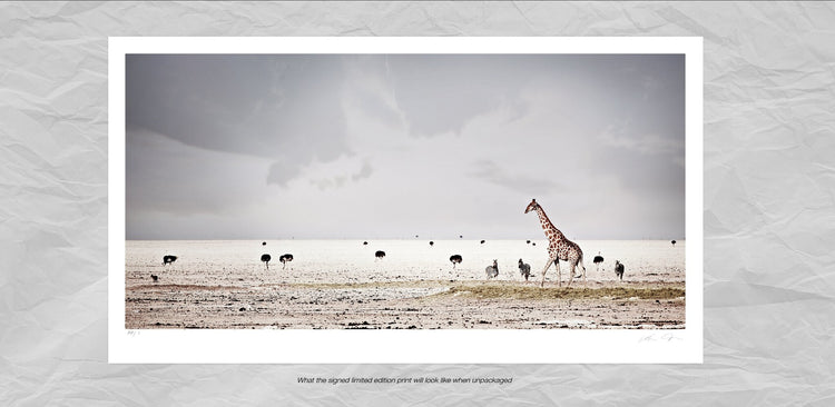 Harmony | Pride of Africa