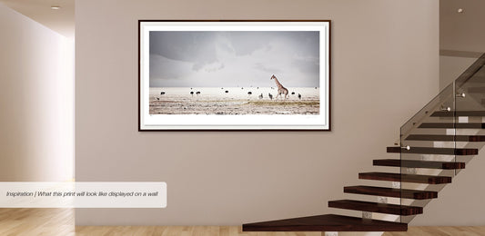 Harmony | Pride of Africa