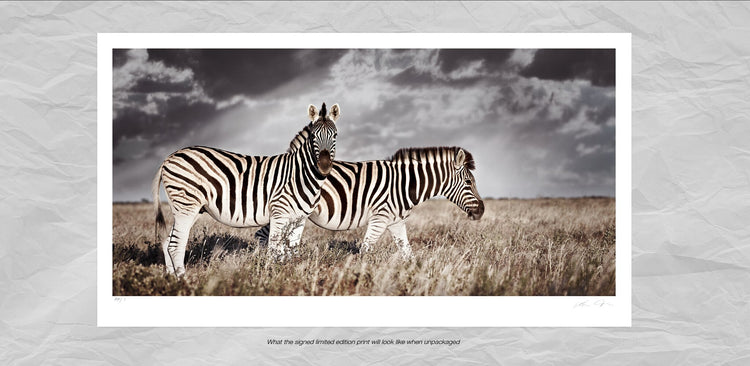 Duo No.2 | Pride of Africa