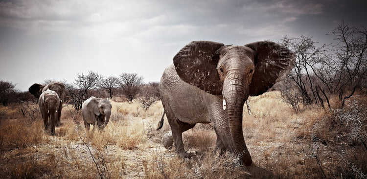 Matriarch No.2 | Pride of Africa