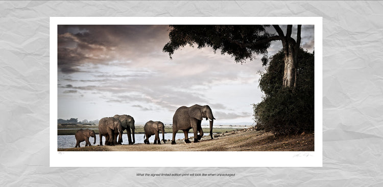 Matriarch No.1 | Pride of Africa