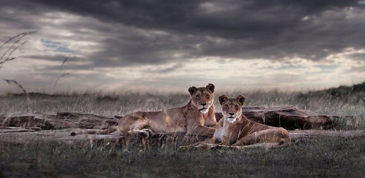 Last Light | Pride of Africa
