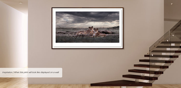 Last Light | Pride of Africa