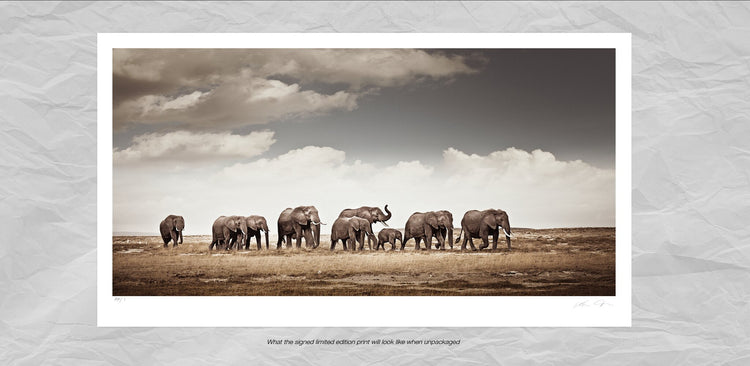 The Crossing No.1 | Pride of Africa