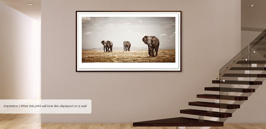 Matriarch No.3 | Pride of Africa