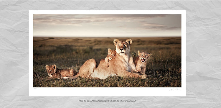 Union No.2 | Pride of Africa