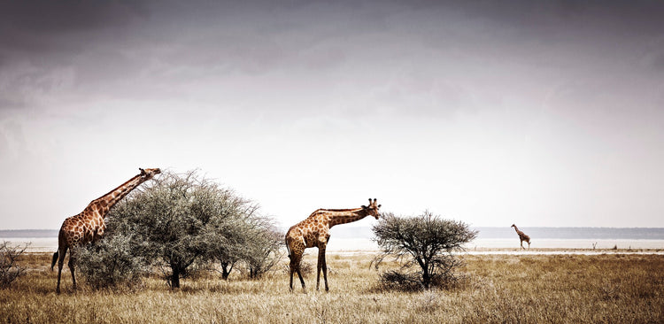 Timeless | Pride of Africa