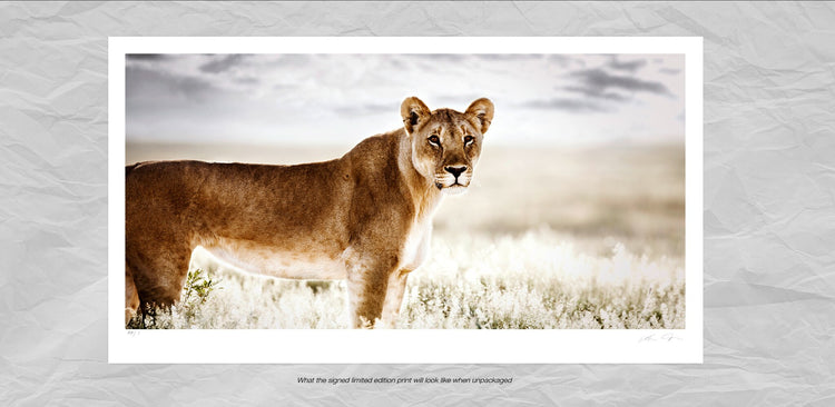 Reverence No.1 | Pride of Africa