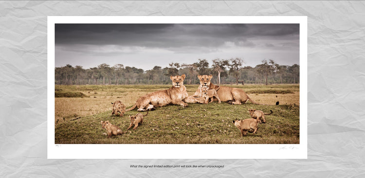 Frolic No.2 | Pride of Africa