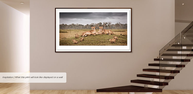 Frolic No.2 | Pride of Africa