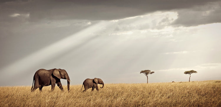 Unison No.2 | Pride of Africa