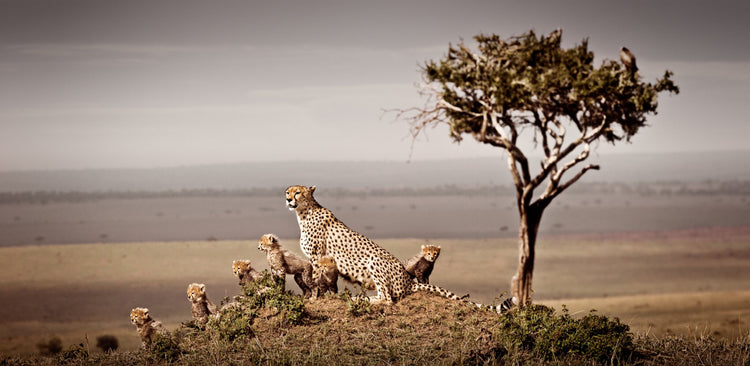 Dynasty No.3 | Pride of Africa