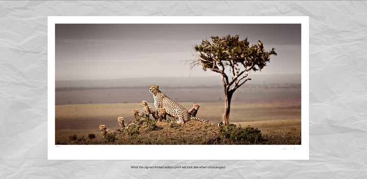 Dynasty No.3 | Pride of Africa