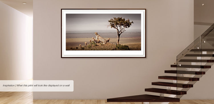 Dynasty No.3 | Pride of Africa