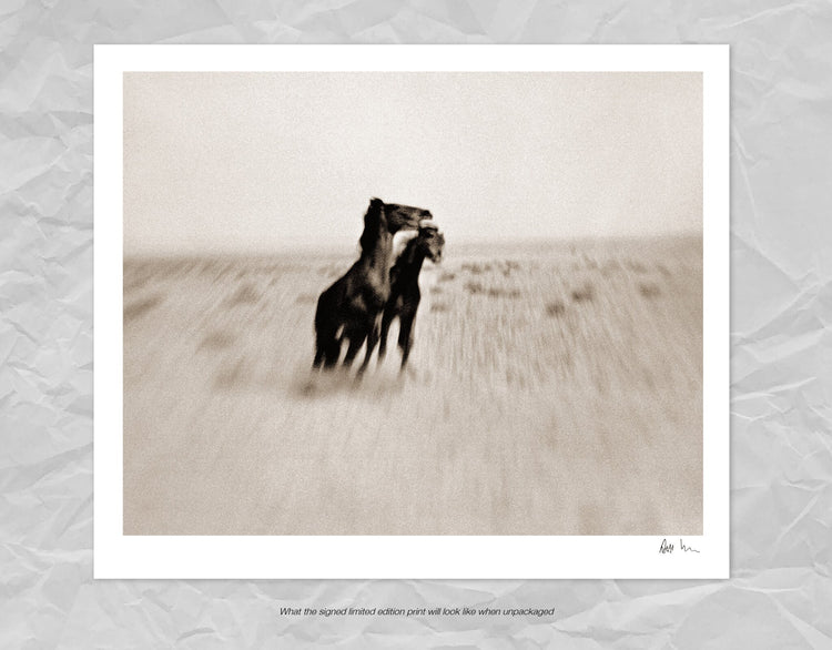 Wild Horses of the Namib No.1