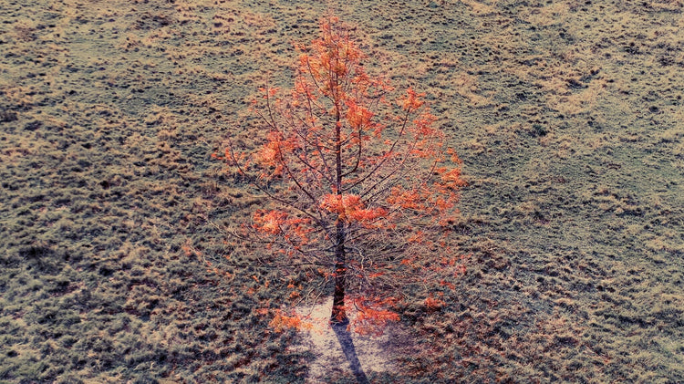 From Above | Flamboyant