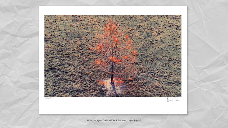 From Above | Flamboyant