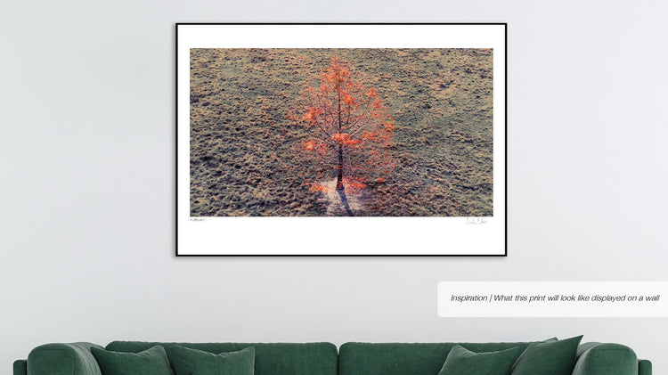 From Above | Flamboyant