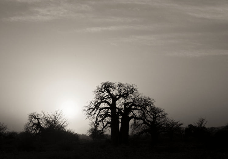 Baobab Collection No.1