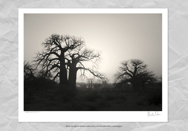 Baobab Collection No.2