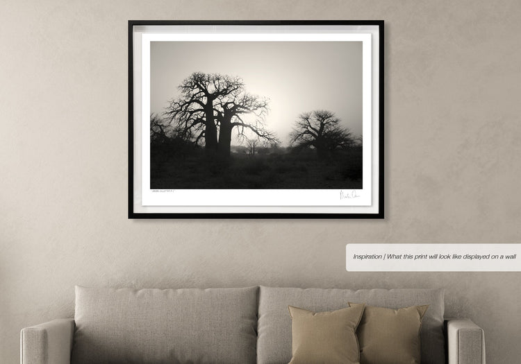 Baobab Collection No.2