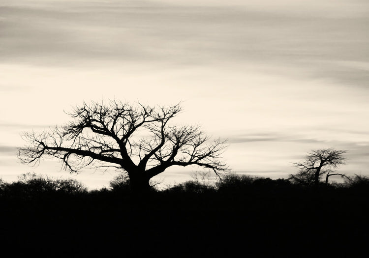 Baobab Collection No.3