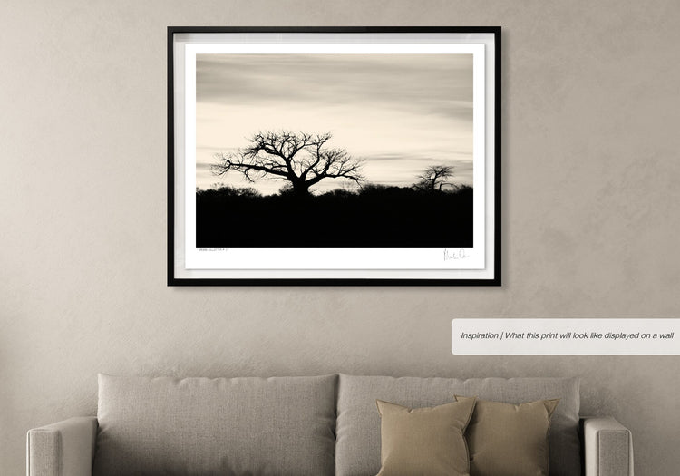 Baobab Collection No.3