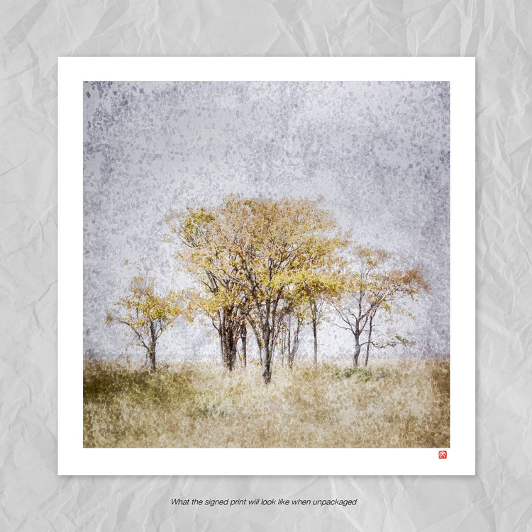 Etosha Trees