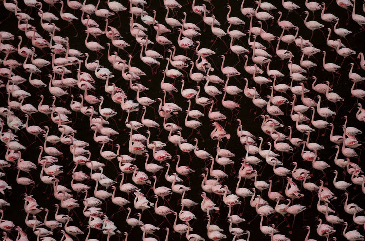Stand of Flamingos