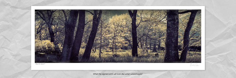 Majestic Sacred Forest