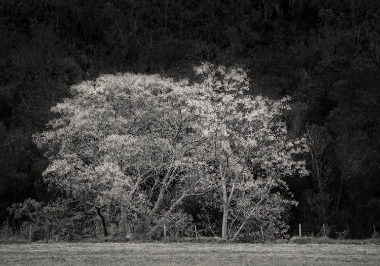 Ebony & Ivory - Natures Valley