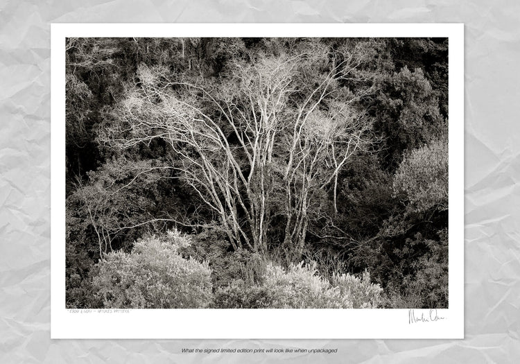 Ebony & Ivory - Natures Pattern